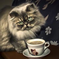 cat drinks coffee