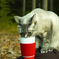 cat drinks coffee in forest